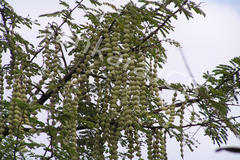 Acacia nilotica subsp. indica